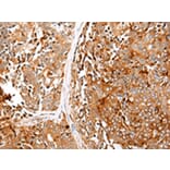 Immunohistochemistry - GPC1 Antibody from Signalway Antibody (43277) - Antibodies.com
