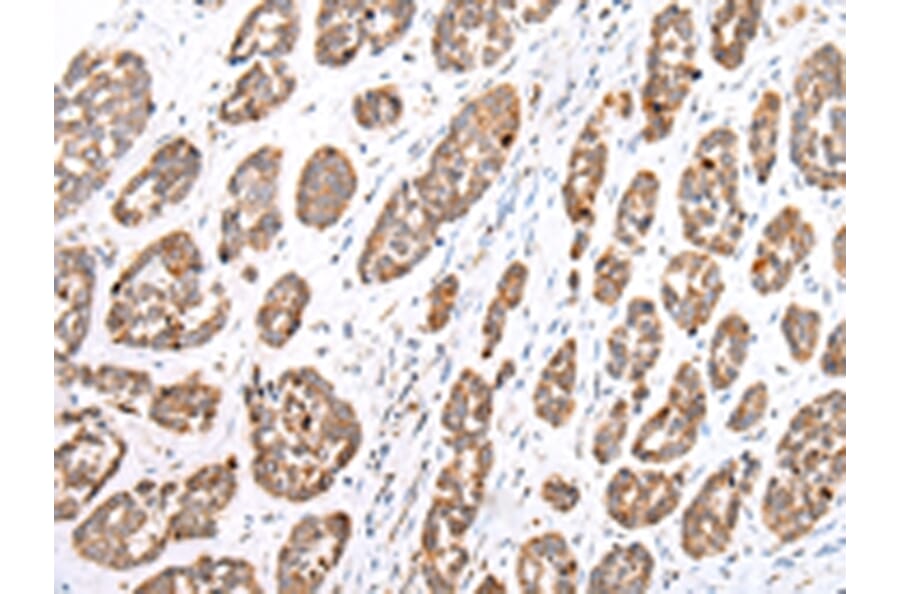 Immunohistochemistry - GPC1 Antibody from Signalway Antibody (43277) - Antibodies.com