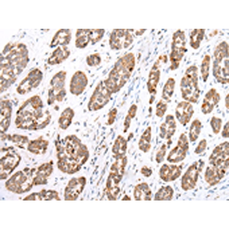 Immunohistochemistry - GPC1 Antibody from Signalway Antibody (43277) - Antibodies.com