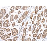 Immunohistochemistry - GPC1 Antibody from Signalway Antibody (43277) - Antibodies.com