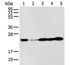 BAG2 Antibody from Signalway Antibody (43282) - Antibodies.com