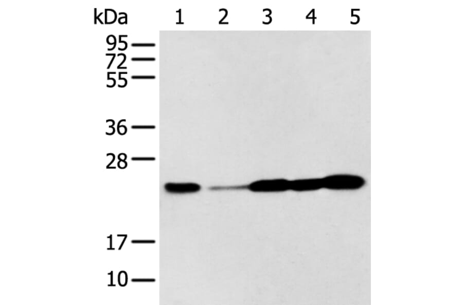 BAG2 Antibody from Signalway Antibody (43282) - Antibodies.com