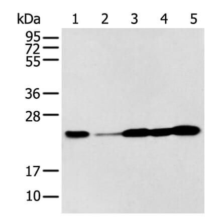 BAG2 Antibody from Signalway Antibody (43282) - Antibodies.com