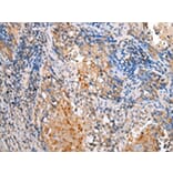 Immunohistochemistry - BAG2 Antibody from Signalway Antibody (43282) - Antibodies.com