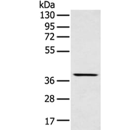 MAFA Antibody from Signalway Antibody (43301) - Antibodies.com