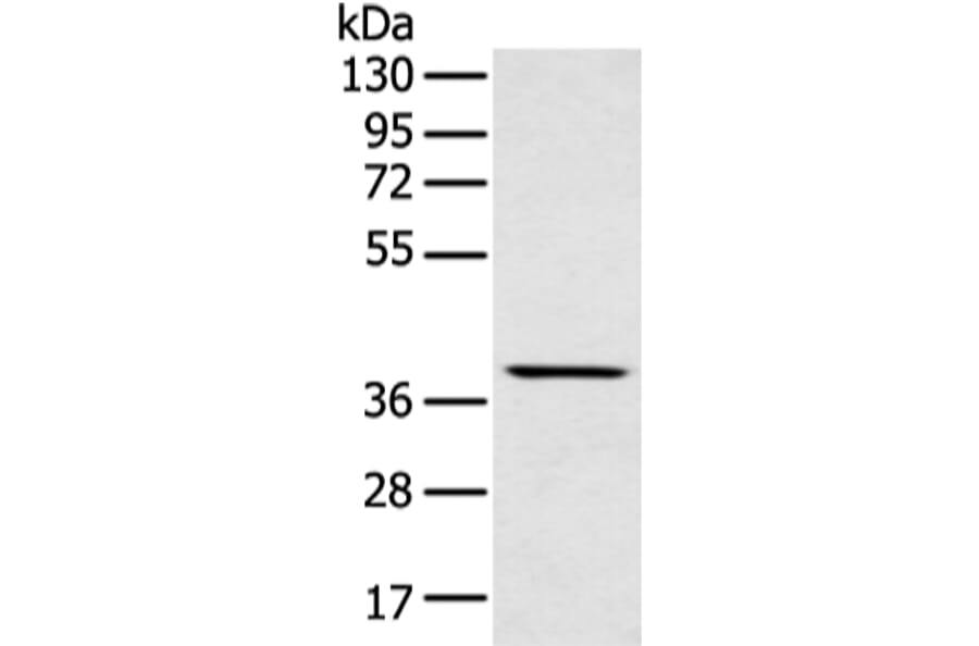 MAFA Antibody from Signalway Antibody (43301) - Antibodies.com