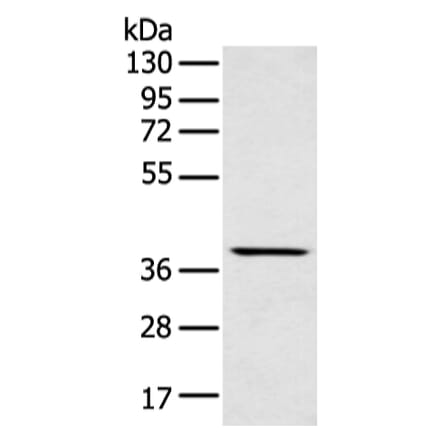 MAFA Antibody from Signalway Antibody (43301) - Antibodies.com