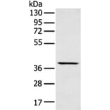 MAFA Antibody from Signalway Antibody (43301) - Antibodies.com