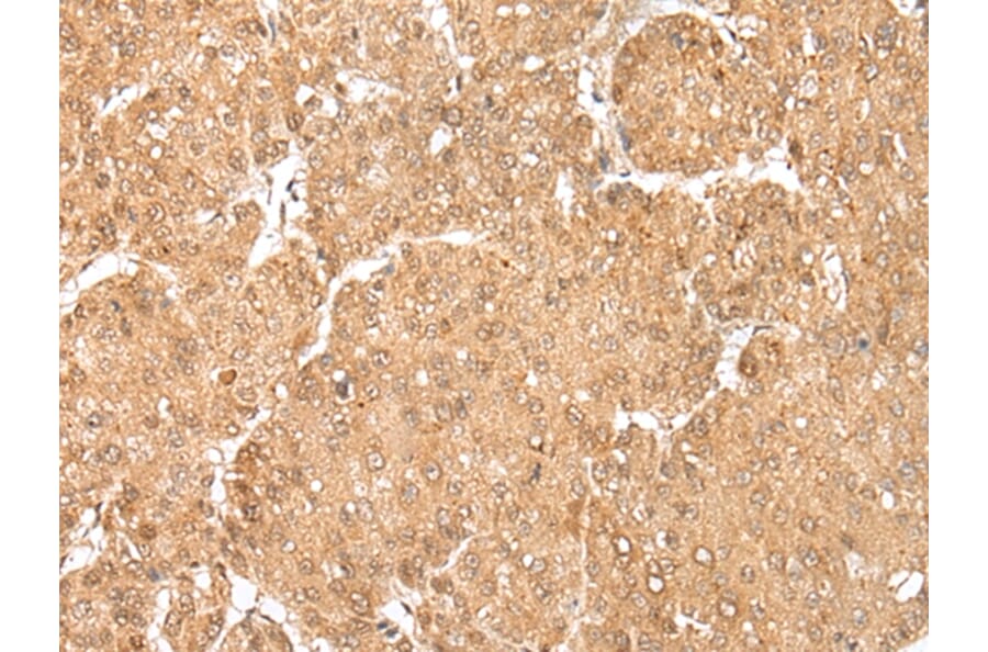 Immunohistochemistry - MAFA Antibody from Signalway Antibody (43301) - Antibodies.com