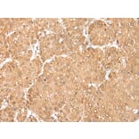 Immunohistochemistry - MAFA Antibody from Signalway Antibody (43301) - Antibodies.com