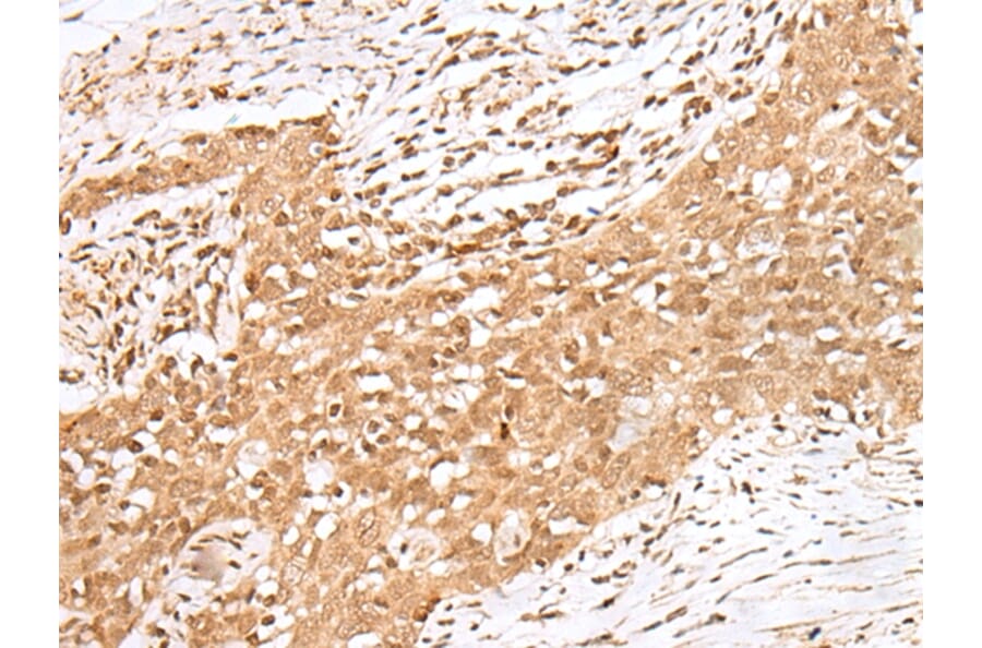 Immunohistochemistry - MAFA Antibody from Signalway Antibody (43301) - Antibodies.com