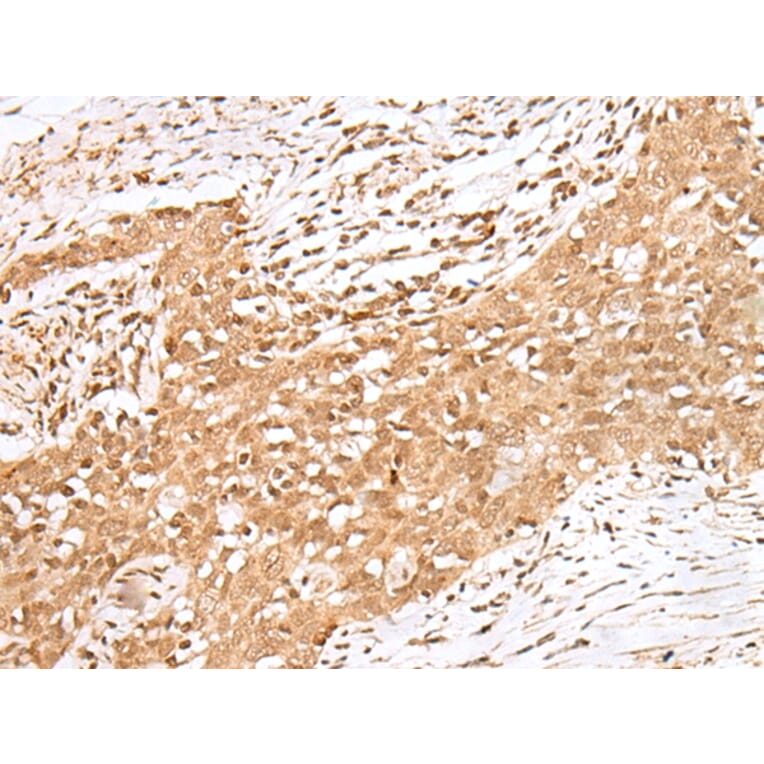 Immunohistochemistry - MAFA Antibody from Signalway Antibody (43301) - Antibodies.com