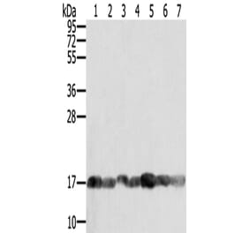 PPIA Antibody from Signalway Antibody (43321) - Antibodies.com