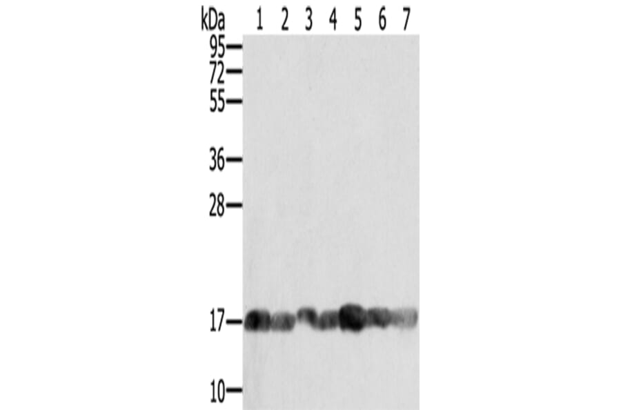 PPIA Antibody from Signalway Antibody (43321) - Antibodies.com