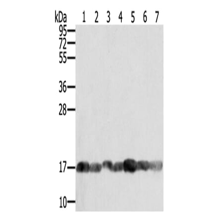 PPIA Antibody from Signalway Antibody (43321) - Antibodies.com
