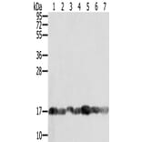 PPIA Antibody from Signalway Antibody (43321) - Antibodies.com