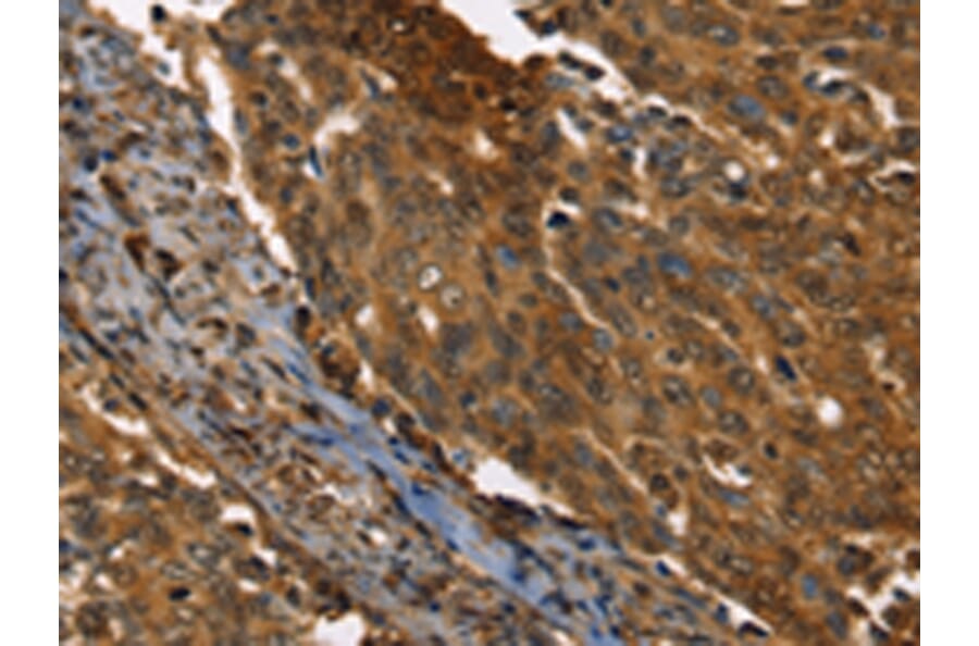 Immunohistochemistry - PPIA Antibody from Signalway Antibody (43321) - Antibodies.com