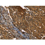 Immunohistochemistry - PPIA Antibody from Signalway Antibody (43321) - Antibodies.com