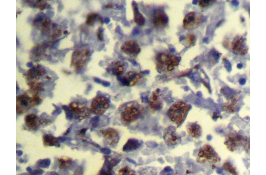 Immunohistochemistry - REC8 Antibody from Signalway Antibody (43324) - Antibodies.com