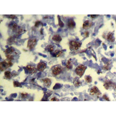 Immunohistochemistry - REC8 Antibody from Signalway Antibody (43324) - Antibodies.com