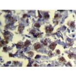Immunohistochemistry - REC8 Antibody from Signalway Antibody (43324) - Antibodies.com