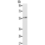 REC8 Antibody from Signalway Antibody (43324) - Antibodies.com