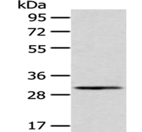 AQP3 Antibody from Signalway Antibody (43394) - Antibodies.com