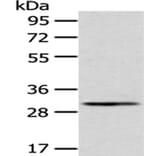 AQP3 Antibody from Signalway Antibody (43394) - Antibodies.com