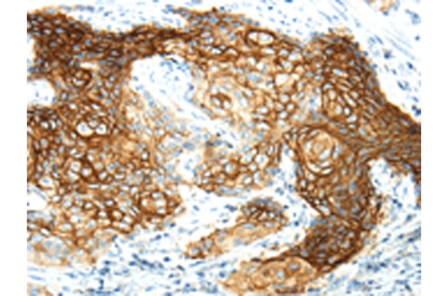 Immunohistochemistry - AQP3 Antibody from Signalway Antibody (43394) - Antibodies.com