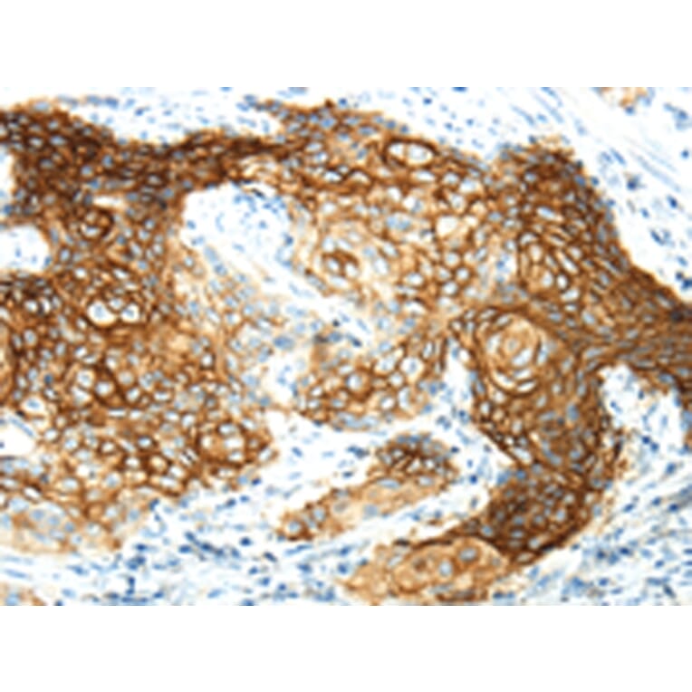 Immunohistochemistry - AQP3 Antibody from Signalway Antibody (43394) - Antibodies.com