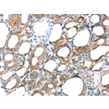 Immunohistochemistry - GPD2 Antibody from Signalway Antibody (43415) - Antibodies.com