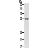 TPH2 Antibody from Signalway Antibody (43424) - Antibodies.com