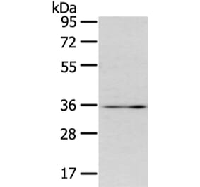 CDX2 Antibody from Signalway Antibody (43449) - Antibodies.com