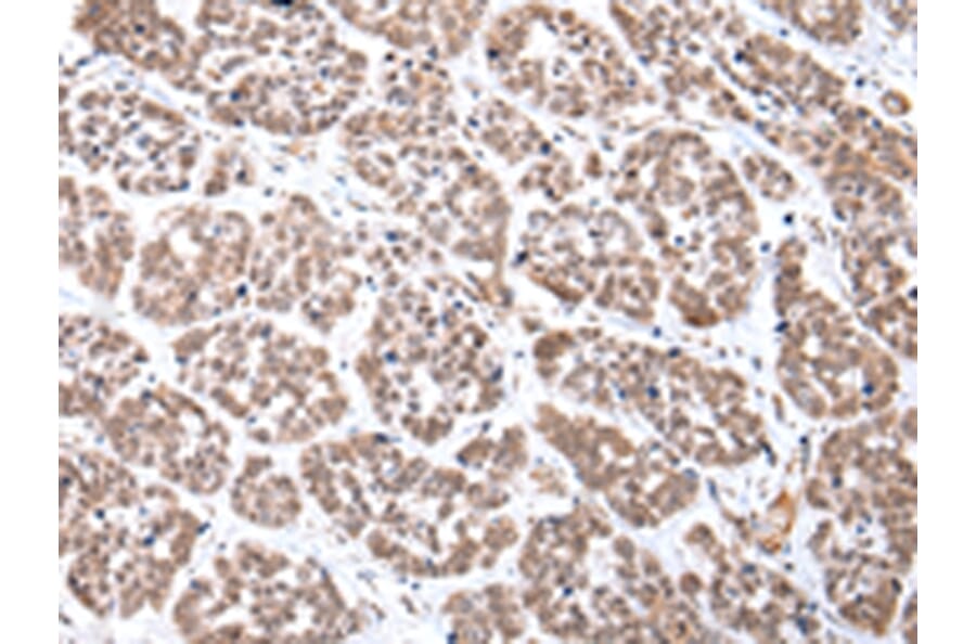 Immunohistochemistry - CDX2 Antibody from Signalway Antibody (43449) - Antibodies.com