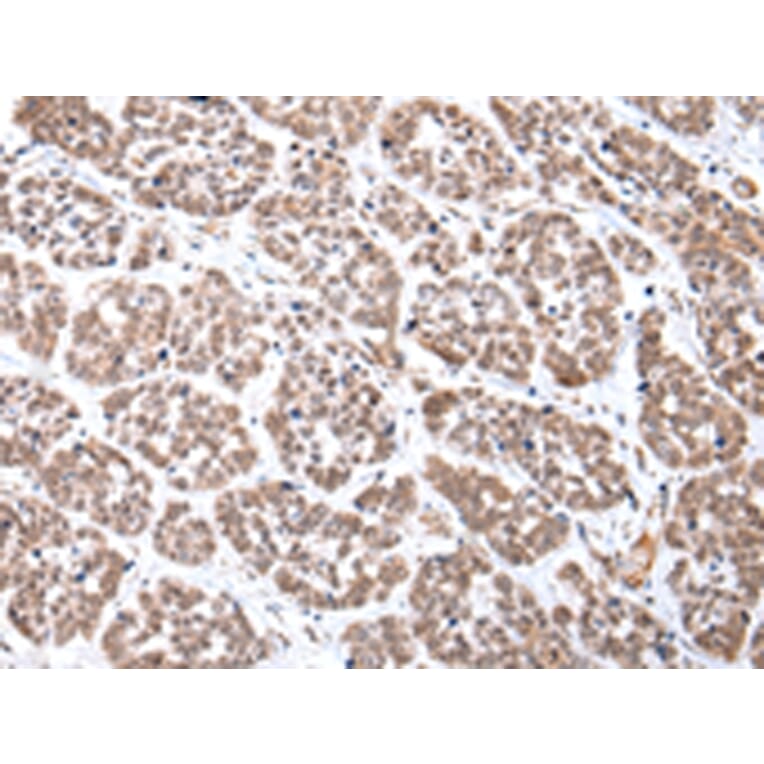 Immunohistochemistry - CDX2 Antibody from Signalway Antibody (43449) - Antibodies.com