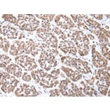 Immunohistochemistry - CDX2 Antibody from Signalway Antibody (43449) - Antibodies.com