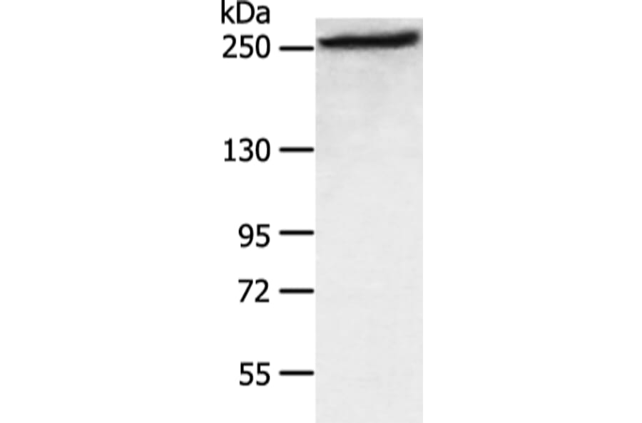 FASN Antibody from Signalway Antibody (43451) - Antibodies.com