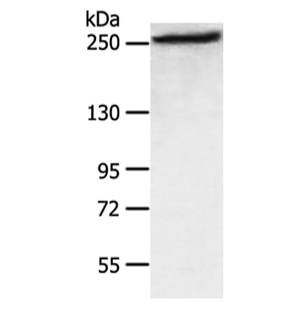 FASN Antibody from Signalway Antibody (43451) - Antibodies.com