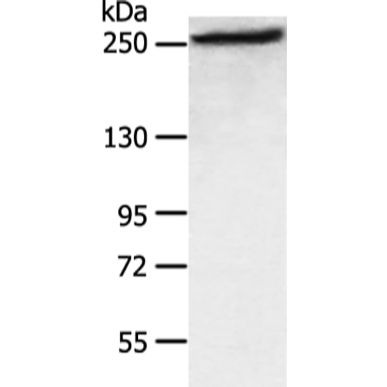 FASN Antibody from Signalway Antibody (43451) - Antibodies.com