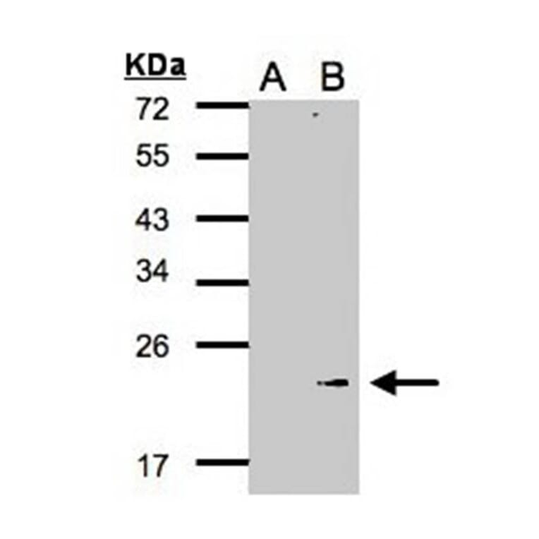 Western blot - Glutathione peroxidase 7 antibody from Signalway Antibody (22190) - Antibodies.com