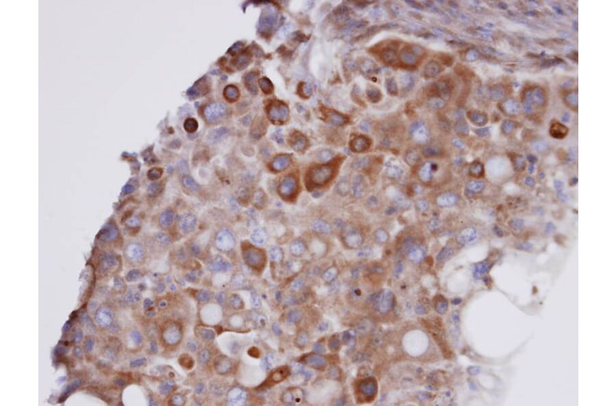 Immunohistochemistry - Glutathione peroxidase 7 antibody from Signalway Antibody (22190) - Antibodies.com