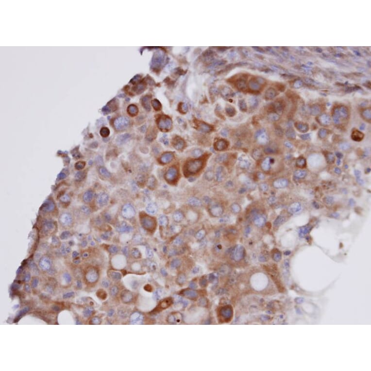 Immunohistochemistry - Glutathione peroxidase 7 antibody from Signalway Antibody (22190) - Antibodies.com