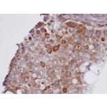 Immunohistochemistry - Glutathione peroxidase 7 antibody from Signalway Antibody (22190) - Antibodies.com