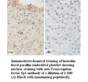 Transcription factor Sp1 Antibody from Signalway Antibody (39381) - Antibodies.com