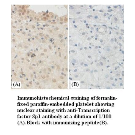 Transcription factor Sp1 Antibody from Signalway Antibody (39381) - Antibodies.com