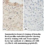 Transcription factor Sp1 Antibody from Signalway Antibody (39381) - Antibodies.com
