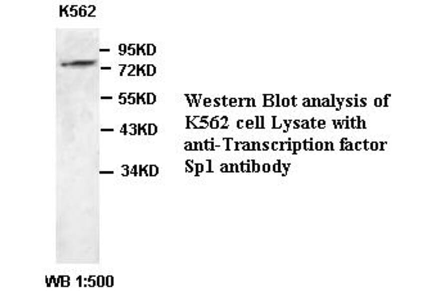 Transcription factor Sp1 Antibody from Signalway Antibody (39381) - Antibodies.com