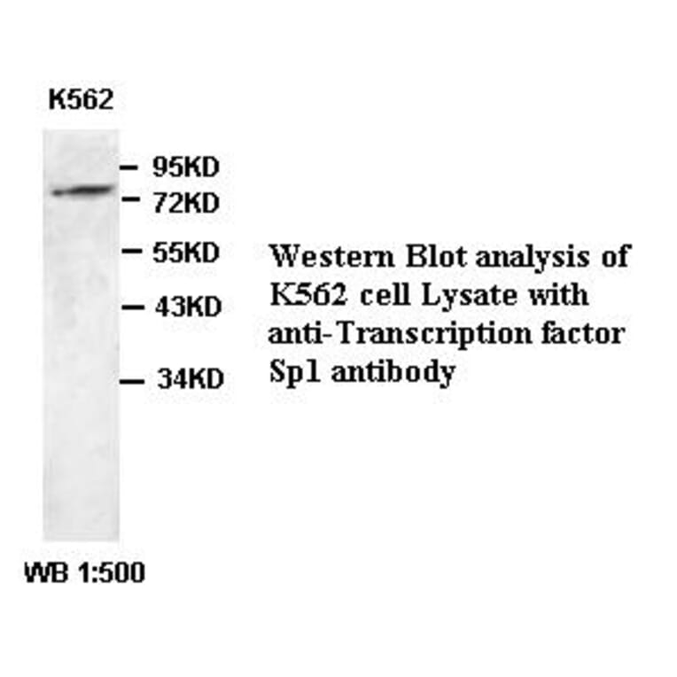 Transcription factor Sp1 Antibody from Signalway Antibody (39381) - Antibodies.com