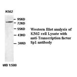 Transcription factor Sp1 Antibody from Signalway Antibody (39381) - Antibodies.com