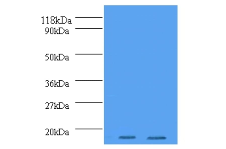 Histone H2A.J Polyclonal Antibody from Signalway Antibody (42198) - Antibodies.com